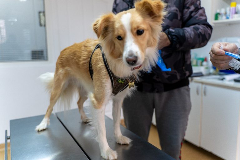 FOTO: Aproape 200 de animale sterilizate în cadrul campaniei gratuite de la Mediaș