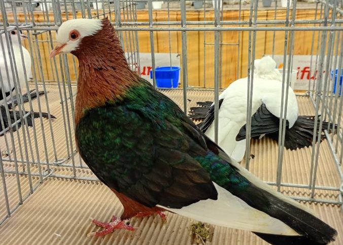 Peste 1000 de exemplare de păsări și iepuri vor fi expuse la Sibiu