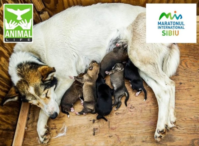 425 de animale sterilizate gratuit, la Sibiu, de Asociația Animal Life. Mare parte din banii pentru această acțiune au fost strânși la Maratonul Internațional Sibiu