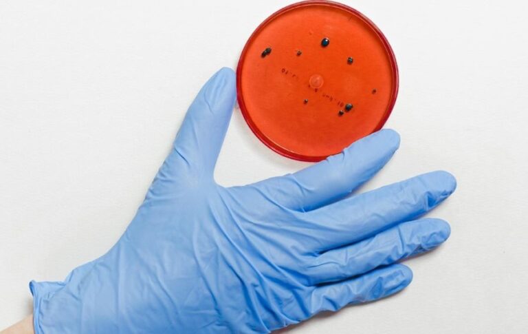 O bacterie modificată genetic care ar putea schimba tratamentul cancerului: QUAIL reactivează imunitatea