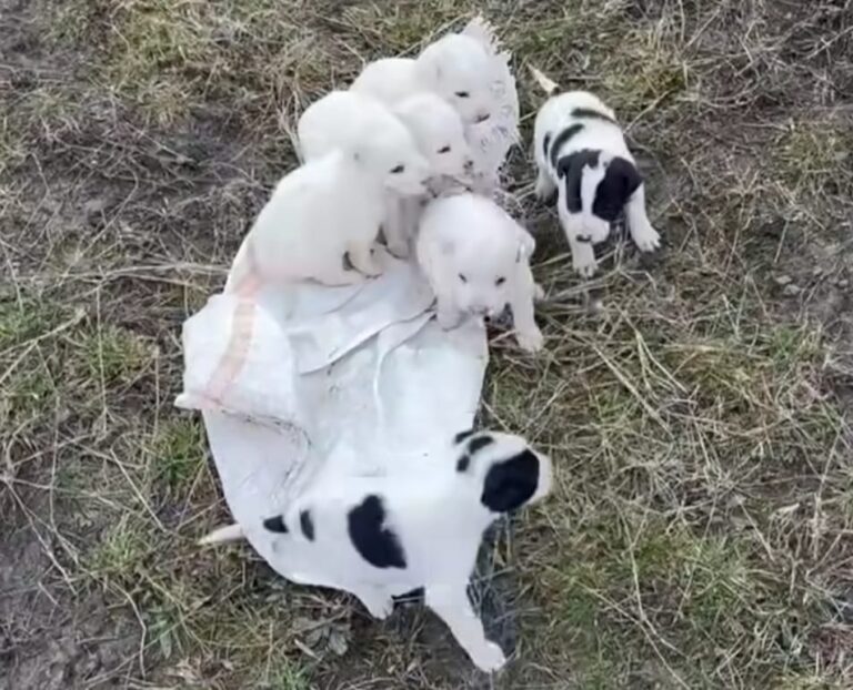 VIDEO: Cruzime fără limite. Cățeluși ABANDONAȚI într-un sac, pe câmp, în zona Daia