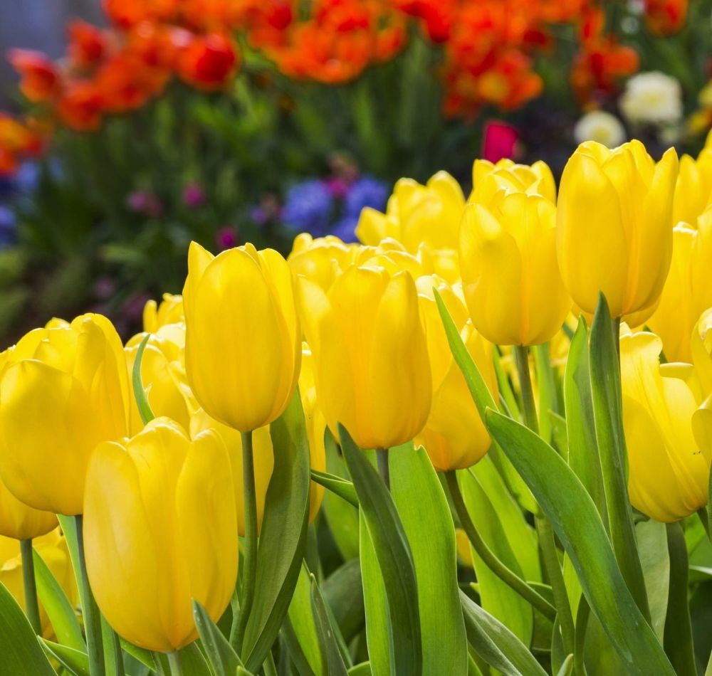 Sibiul înflorește cu Produs în Sibiu. Ghidul tău pentru o grădină cu suflet local