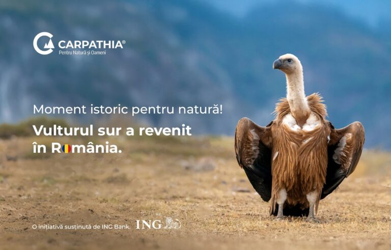 FOTO: Moment istoric. Vulturii suri revin în România după 70 de ani