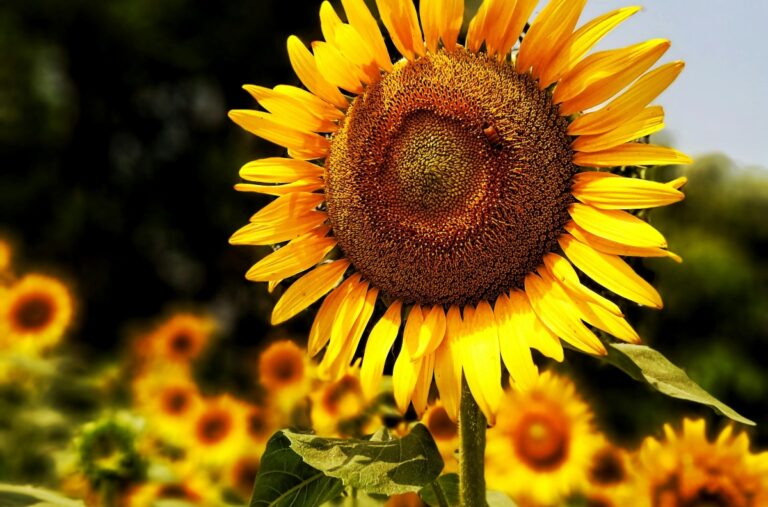 România, lider în UE la producția de floarea-soarelui în 2025.