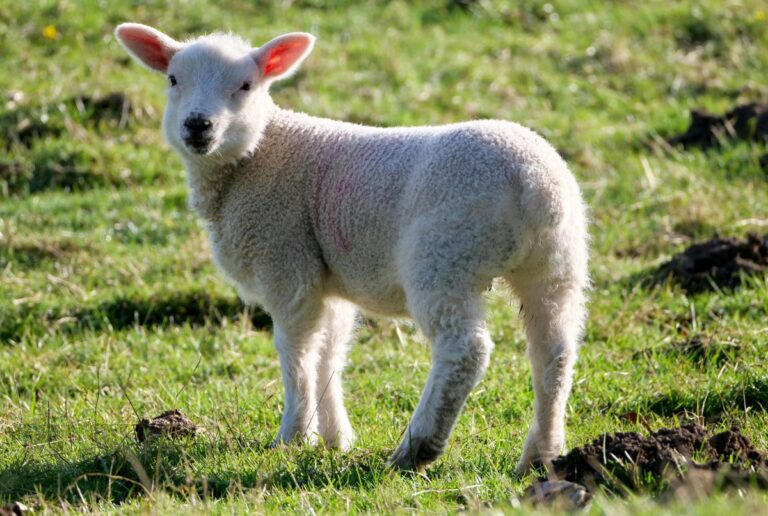 Prețul mielului de Paște 2026: Carnea ar putea fi cu 10–12% mai scump din cauza costurilor de export și logistice