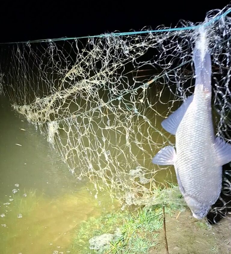 FOTO: Plasele morții în apele din județul Sibiu: braconajul continuă, vinovații dispar