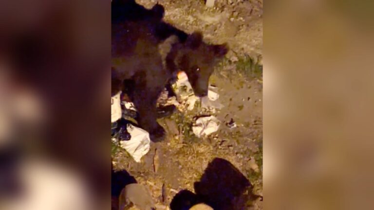 VIDEO: Cartier sub amenințare în Mediaș: ursul care nu s-a speriat de oameni