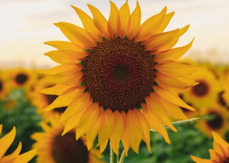 România, lider UE la floarea-soarelui în 2026: producție în creștere puternică