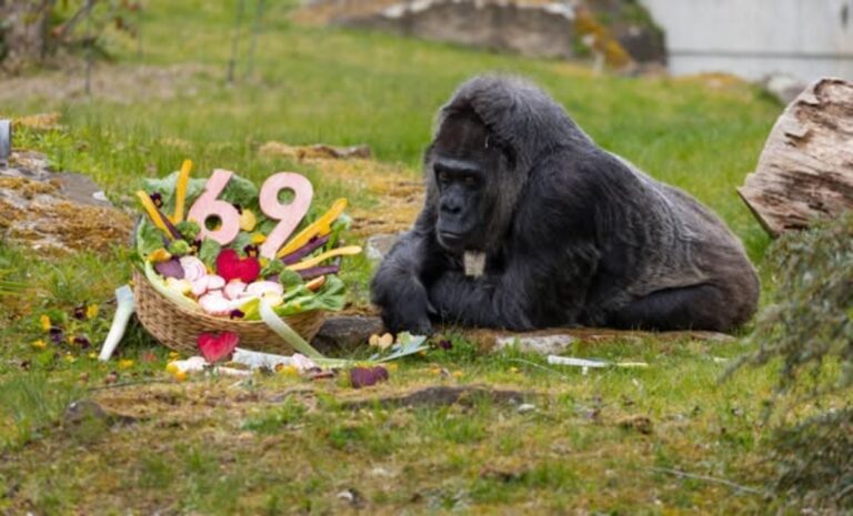 Fatou, cea mai bătrână gorilă din lume în captivitate, a împlinit 69 de ani la Zoo Berlin
