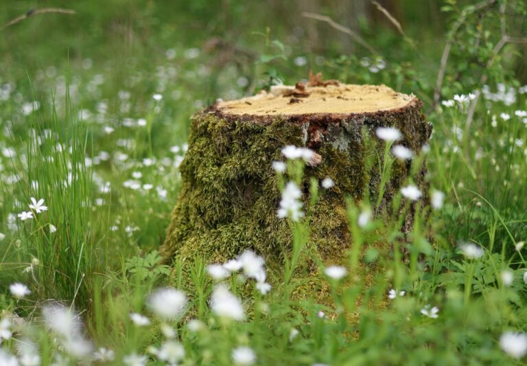 Pedepse penale pentru distrugerea spațiilor verzi peste 1 hectar: proiectul anunțat de Diana Buzoianu