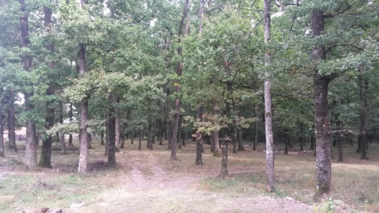 Licitație masă lemnoasă