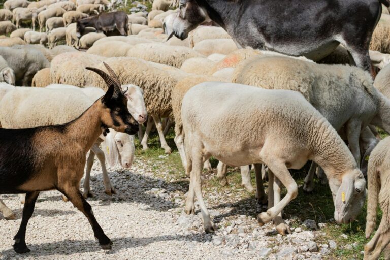 România va exporta peste un milion de ovine și carcase în Algeria în 2027 – record istoric pentru sectorul zootehnic