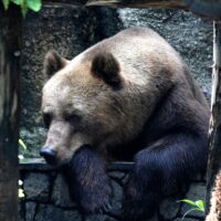 Atenție! Primăria Cisnădie cere măsuri urgente, după apariția urșilor la marginea orașului