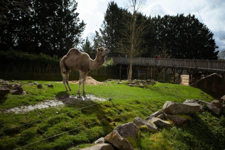 Vânătoare de ouă de Paște pentru animale la o grădină zoologică din Chile – eveniment spectaculos la Bioparque Buinzoo