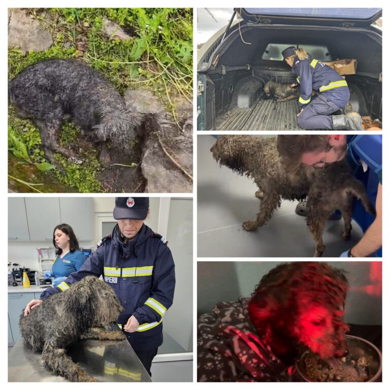 FOTO/VIDEO: Obosiți și uzi, salvatorii din Sibiu au făcut un gest URIAȘ: Au salvat un câine abandonat în noroi