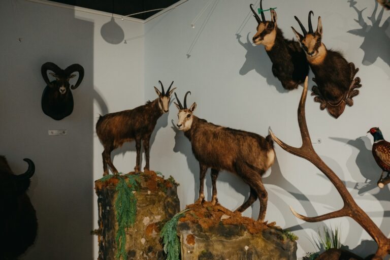 FOTO – Eveniment de amploare la sfârșitul săptămânii la Sibiu: Muzeul ASTRA închide oficial Expoziția H – Hunting Prize 2026