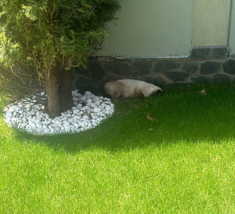 FOTO: Teroare în Cartierul Tineretului din Sibiu: pisici otrăvite cu antigel, una a fost eutanasiată