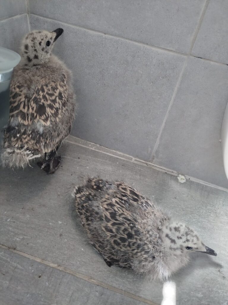 FOTO – Misiune specială în centrul Sibiului: două vieți fragile, salvate dintre zidurile Primăriei