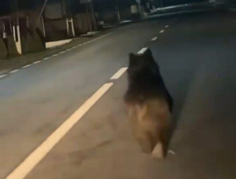 FOTO/VIDEO: Un URS a coborât în Agârbiciu! Animalul, observat de un șofer în timpul nopții