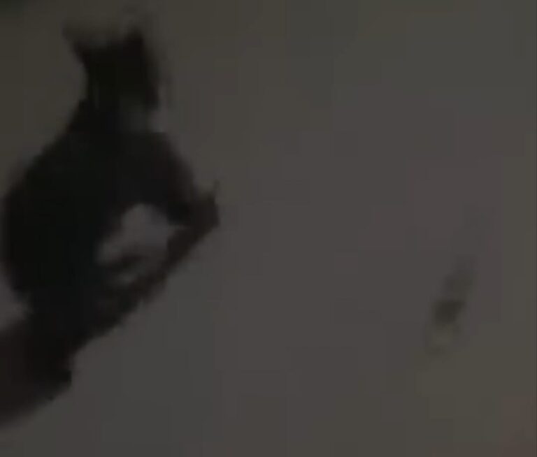 VIDEO – Apariție surprinzătoare în Șeica Mică: un ursuleț a coborât în sat și a stârnit agitație