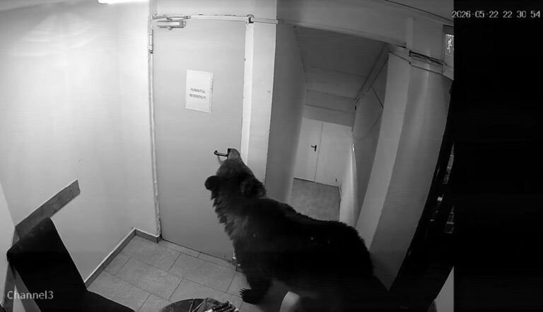 VIDEO: Un URS a deschis ușa și a intrat într-un hotel: „112 ne-a spus că nu e urgență”