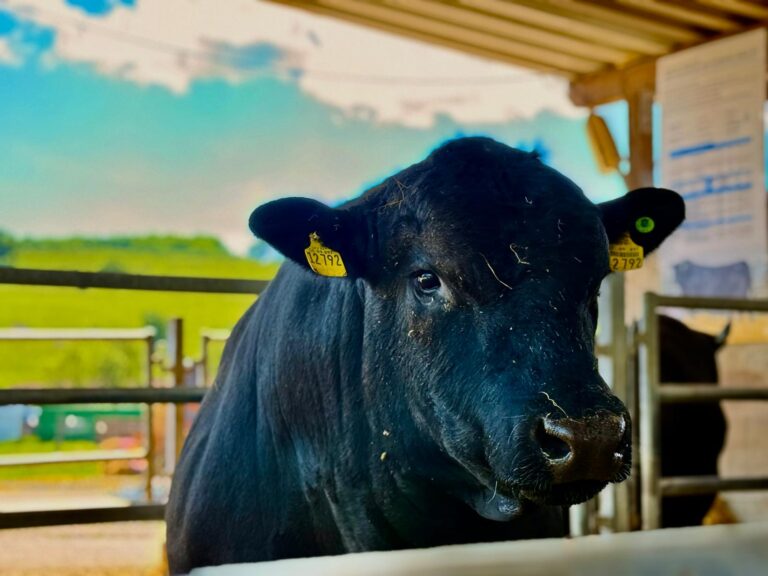 Angus de talie mondială la Sibiu: Karpaten Meat și revoluția geneticii bovine la European Angus Forum 2026