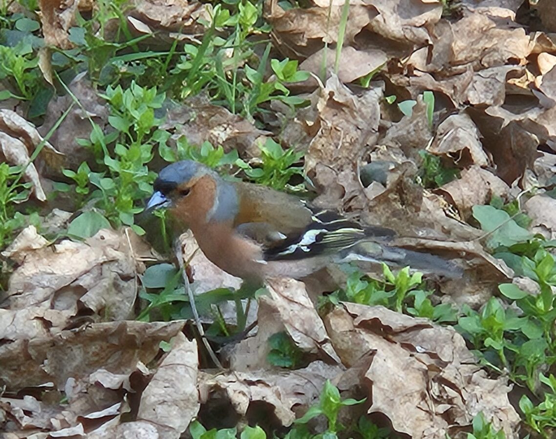 Parcul Sub Arini
