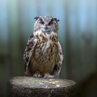 Bufnița salvată din beton care a uimit lumea: primul transplant de pene i-a redat libertatea