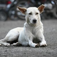 Campanie gratuită de sterilizare a câinilor, la Avrig, între 15 și 30 iunie 2026