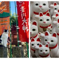Japonia transformă pasiunea pentru pisici într-o industrie de 19 miliarde de dolari. Fenomenul „Catnomics” redefinește turismul și cultura pop