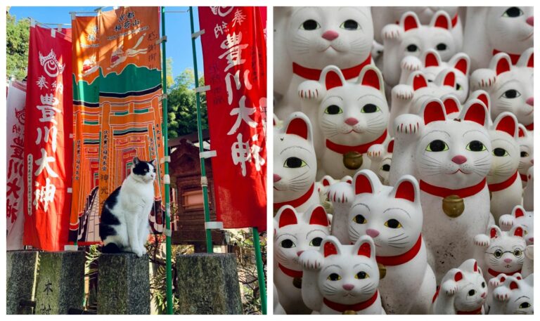 Japonia transformă pasiunea pentru pisici într-o industrie de 19 miliarde de dolari. Fenomenul „Catnomics” redefinește turismul și cultura pop