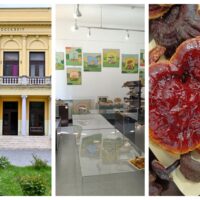 Ultimele zile pentru vizitarea Expoziției Micologice de la Muzeul de Istorie Naturală din Sibiu