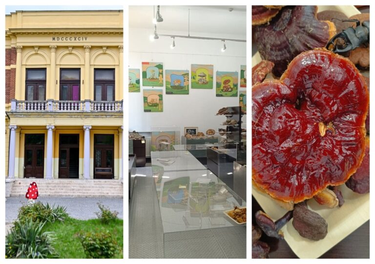 Ultimele zile pentru vizitarea Expoziției Micologice de la Muzeul de Istorie Naturală din Sibiu