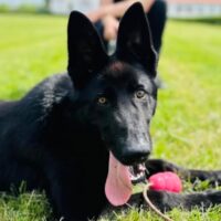 Centrul Chinologic Sibiu: Iureș, viitorul câine polițist care a cucerit-o pe Larisa de la prima întâlnire