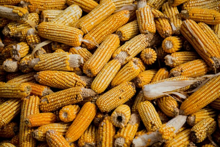 Scade producția de porumb în România și Franța: costurile ridicate și criza din Ormuz amenință agricultura globală