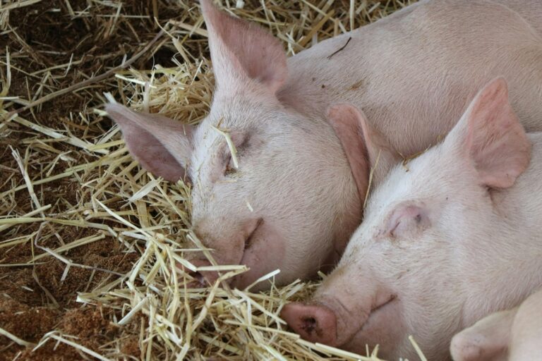 Brazilia a creat primul porc clonat pentru xenotransplant: un pas major pentru medicina viitorului