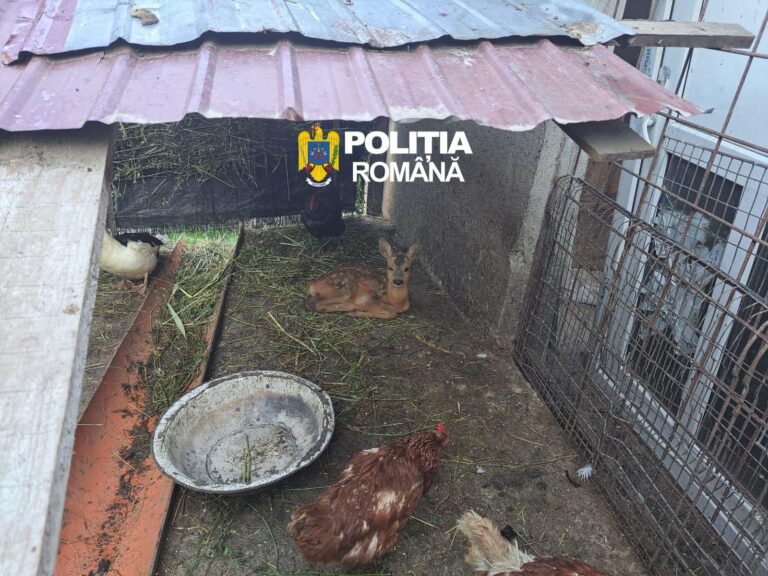 FOTO – Percheziții șoc în Sibiu: arme deținute ilegal și animale sălbatice captive, descoperite de anchetatori