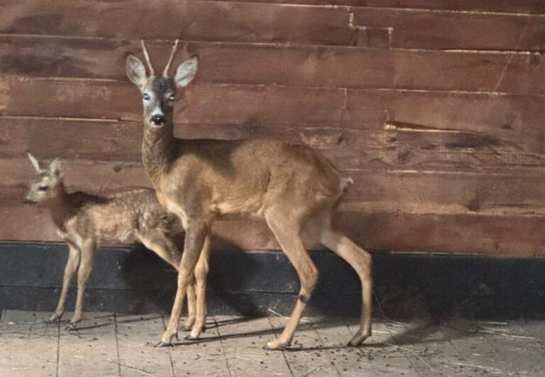 FOTO – Imagini emoționante: cei doi căpriori găsiți la percheziții au ajuns la Zoo Sibiu