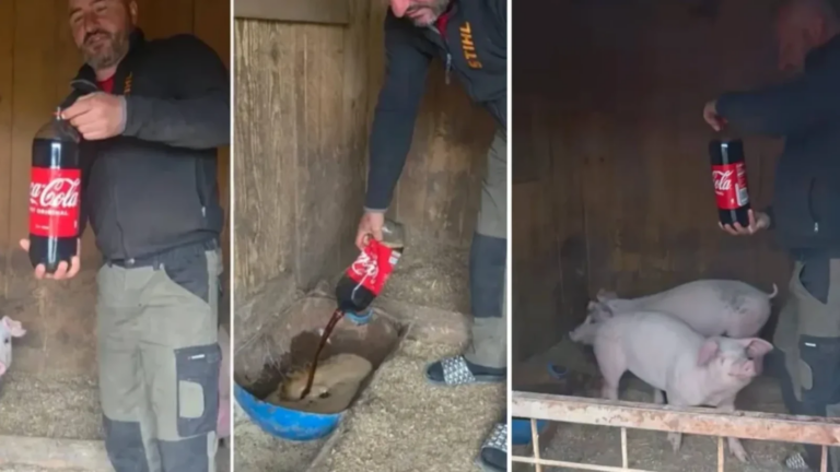VIDEO – Fermierul care și-a pus porcii pe Coca Cola. „Ia uitați, bă, sărăciile, ce dau eu la purceii mei. Dați și voi așa?”