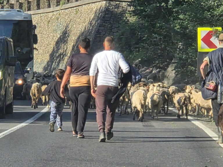 FOTO – Breaking, Băăă: Turma care a completat perfect traficul de pe Valea Oltului