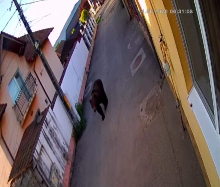 VIDEO – Locuitorii sunt în alertă! Urs observat la Dumbrăveni, la doar câteva zile după atacul mortal din Prod