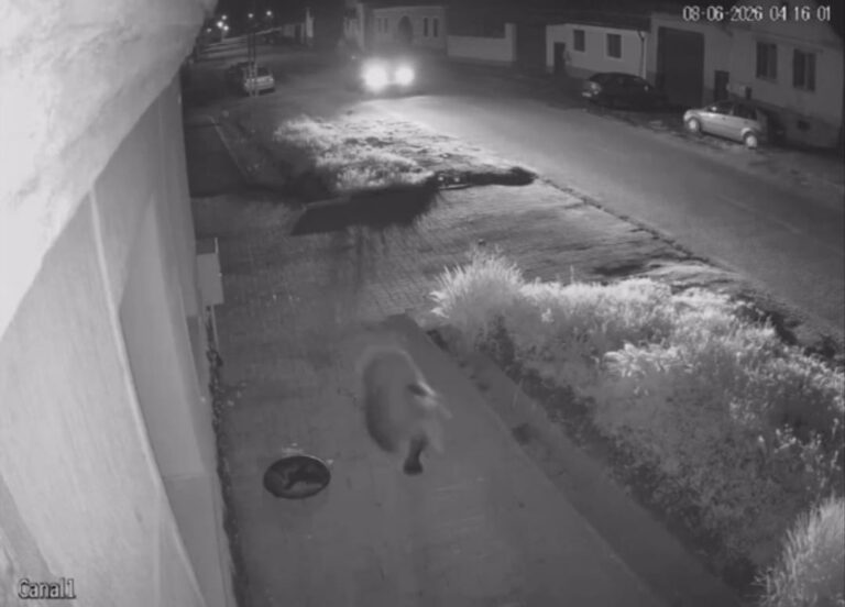 VIDEO/FOTO: Imagini de GROAZĂ dintr-o comună din județul Sibiu. Un URS se plimbă pe străzi