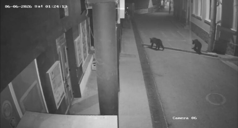VIDEO/FOTO: Imagini TERIBILE într-o comună din județ! Doi urși au ajuns pe străzile localității