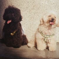 PET FEST Cisnădioara 2026: Lăbuțe fericite, muzică live și activități pentru toată familia la baza Cetății