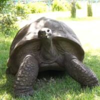Țestoasa Jonathan, la aproape 194 de ani: cel mai bătrân animal terestru din lume intră în Guinness World Records ICON