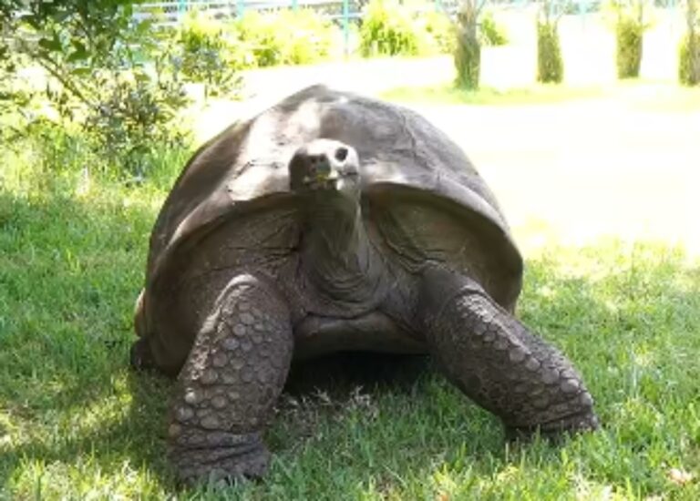 Țestoasa Jonathan, la aproape 194 de ani: cel mai bătrân animal terestru din lume intră în Guinness World Records ICON