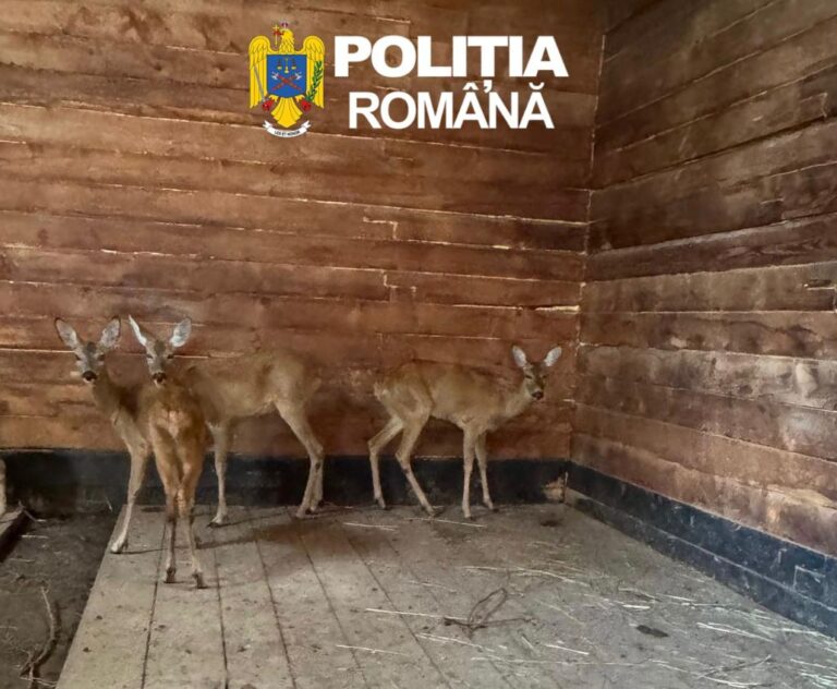 FOTO/ULTIMA ORĂ: Braconaj la Porumbacu de Sus! Două căprioare au fost confiscate dintr-un țarc ilegal