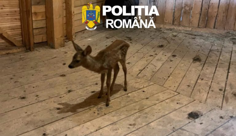 FOTO: Descoperire neașteptată la o stână din Ațel. Căprioară salvată de polițiști