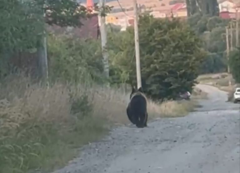 VIDEO/FOTO: Imagini care dau fiori! Un urs a fost filmat plimbându-se pe o stradă din Cisnădioara
