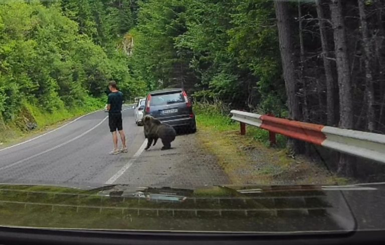 VIDEO – PERICOL EXTREM pe Transfăgărășan! Un turist a observat ursul abia când animalul era în fața lui